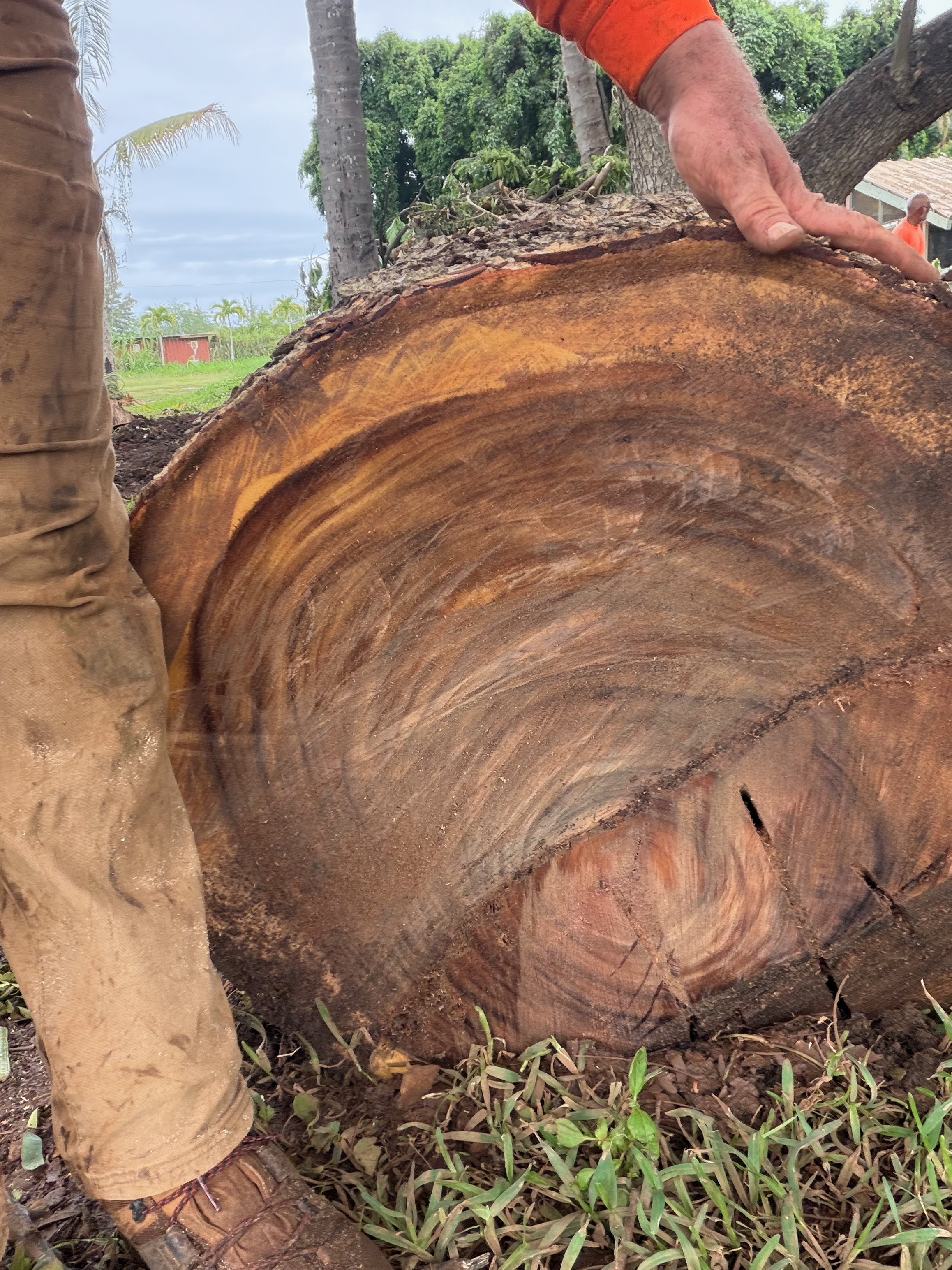 Tree Removal Service 4